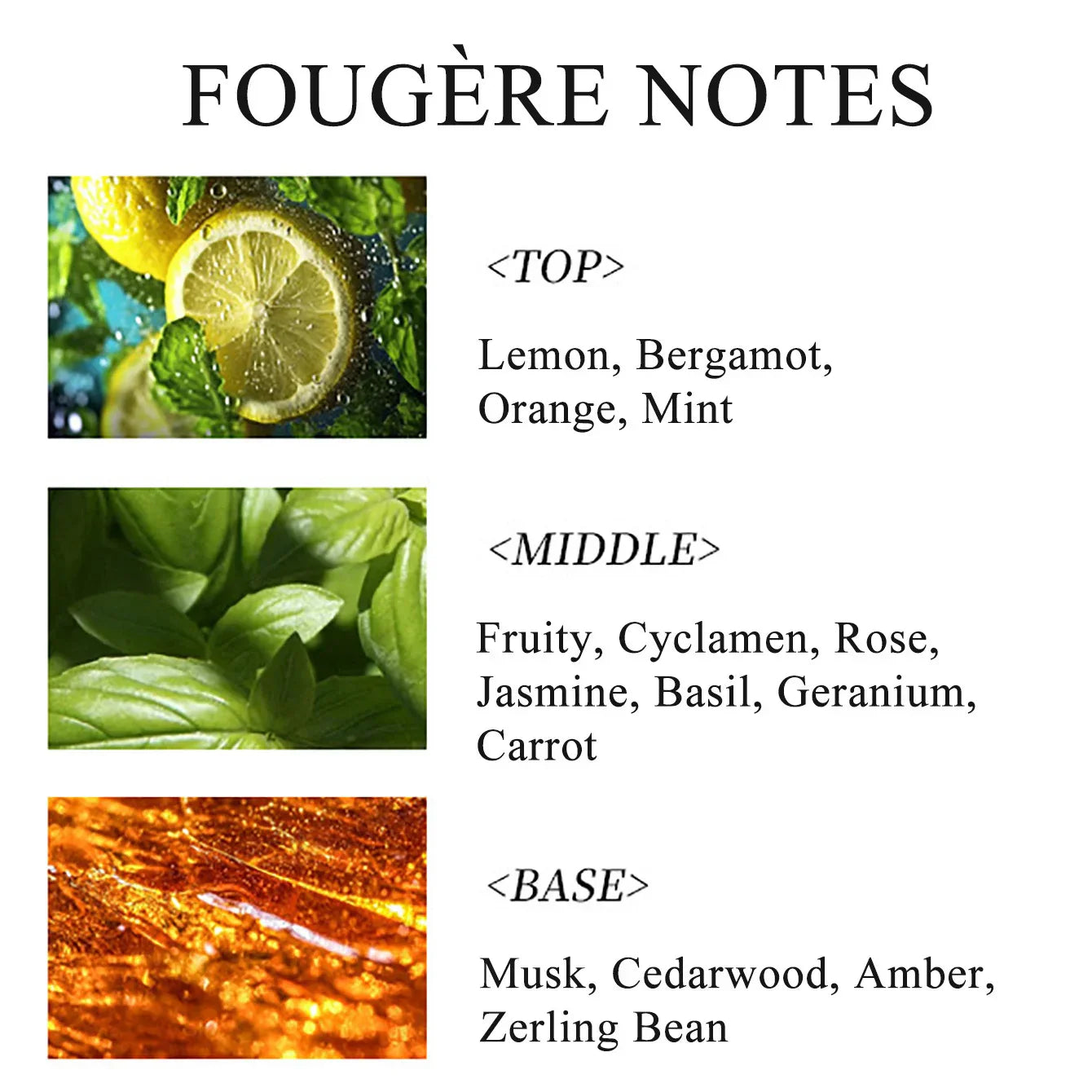 Men's Fougere Perfume – Fresh & Long-Lasting